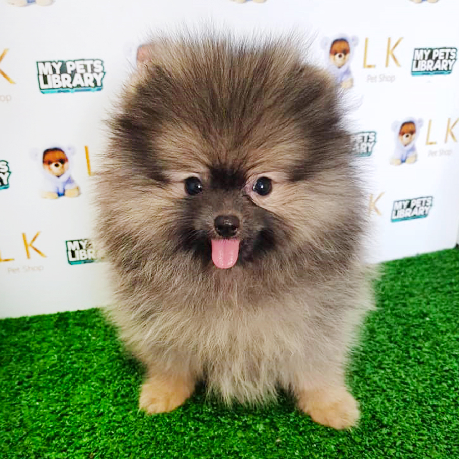 Sable Pomeranian Puppy (Male) For Sale