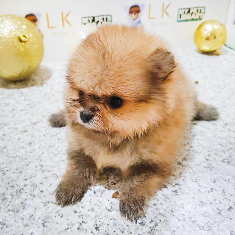 Sable Orange Pomeranian Puppy (Female) For Sale
