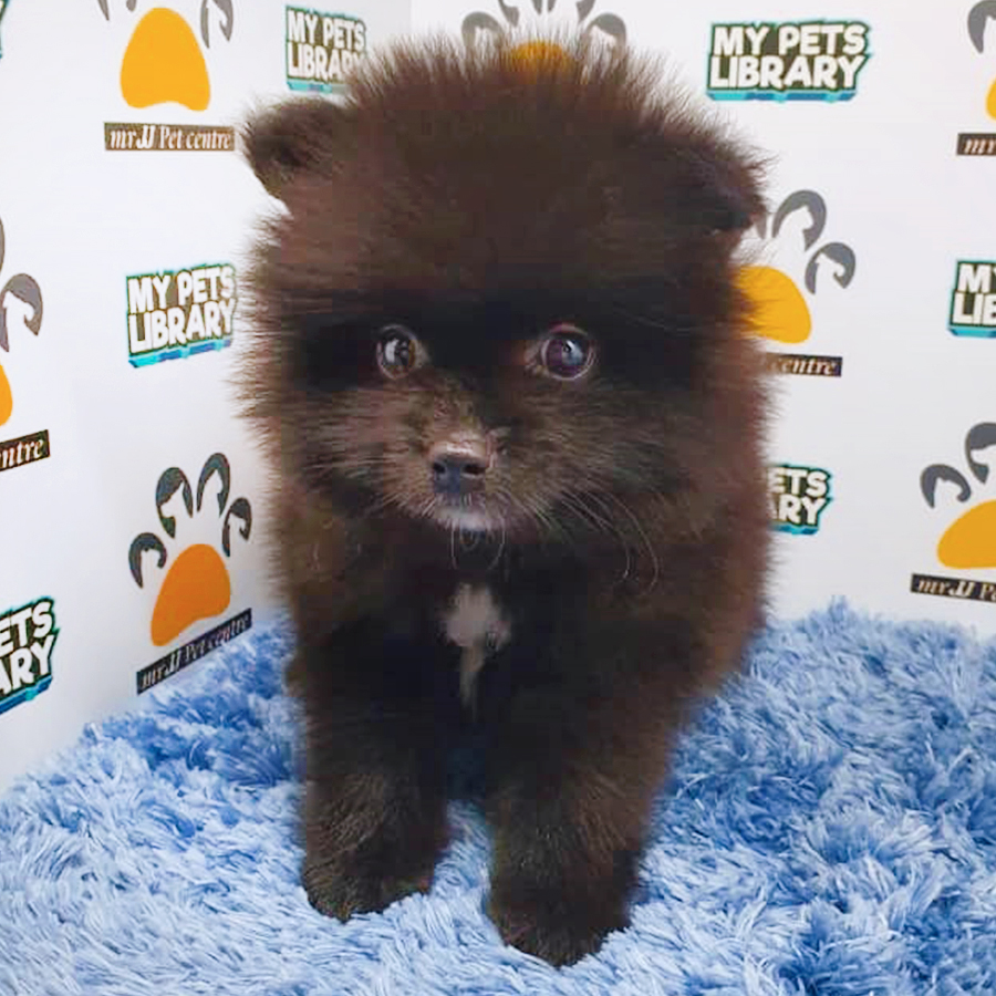 Black Pomeranian Puppy (Male) For Sale
