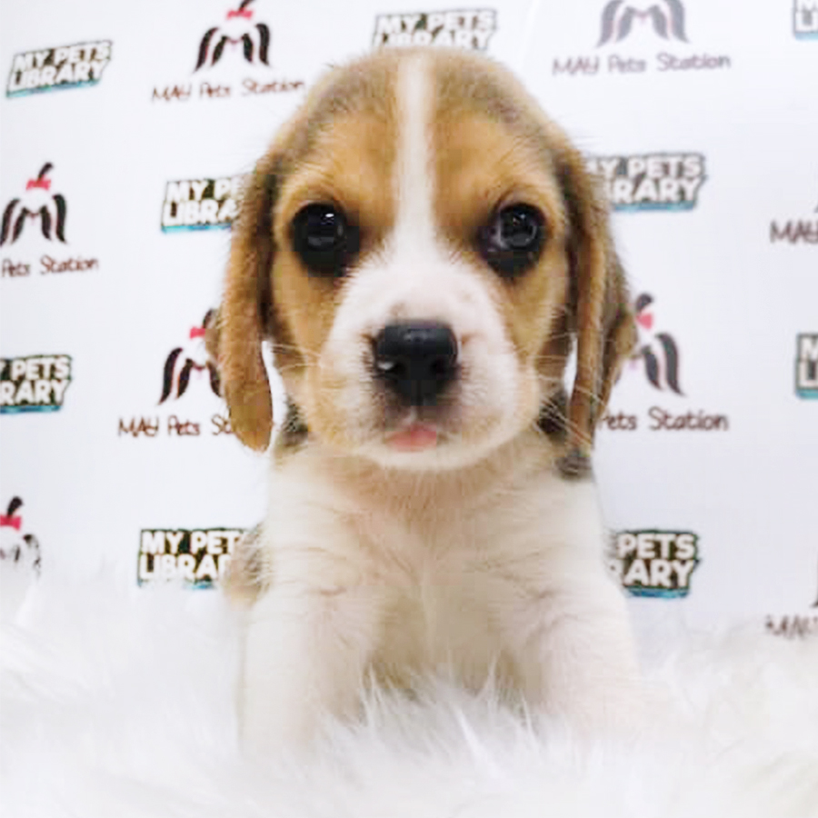 Tri Colour Beagle Puppy (Male) For Sale