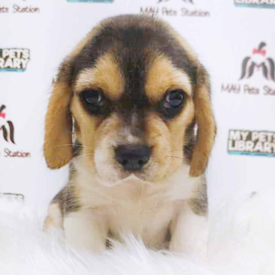Tri Colour Beagle Puppy (Female) For Sale