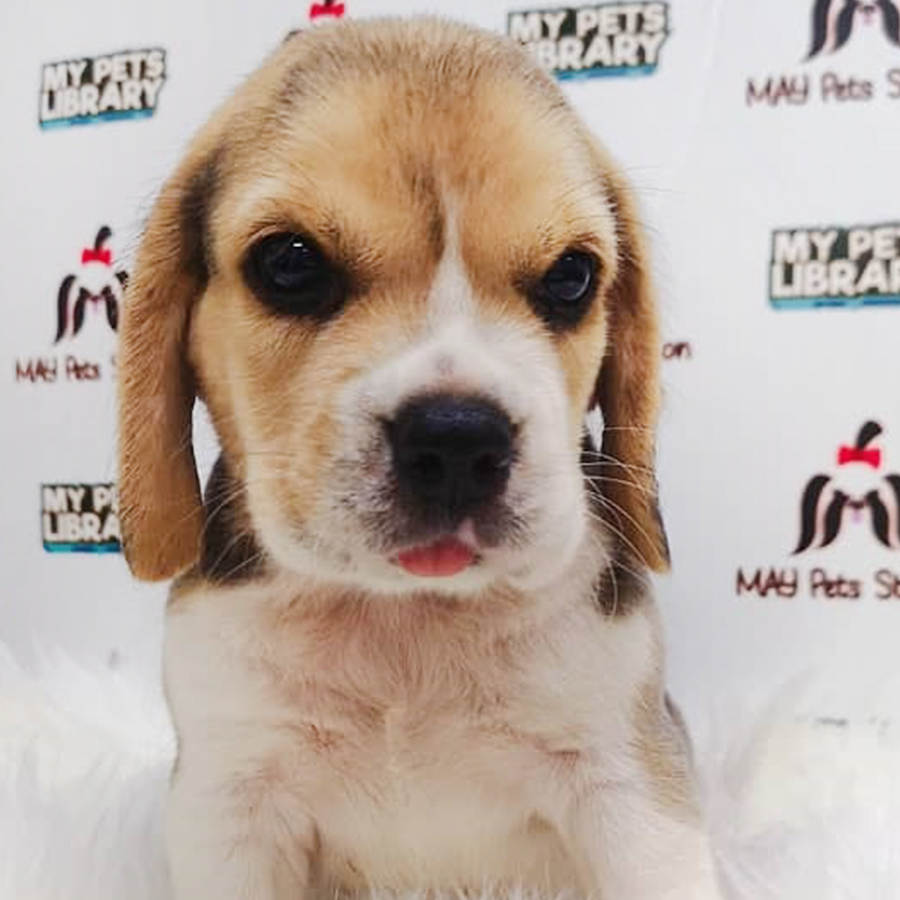 Tri Colour Beagle Puppy (Male) For Sale