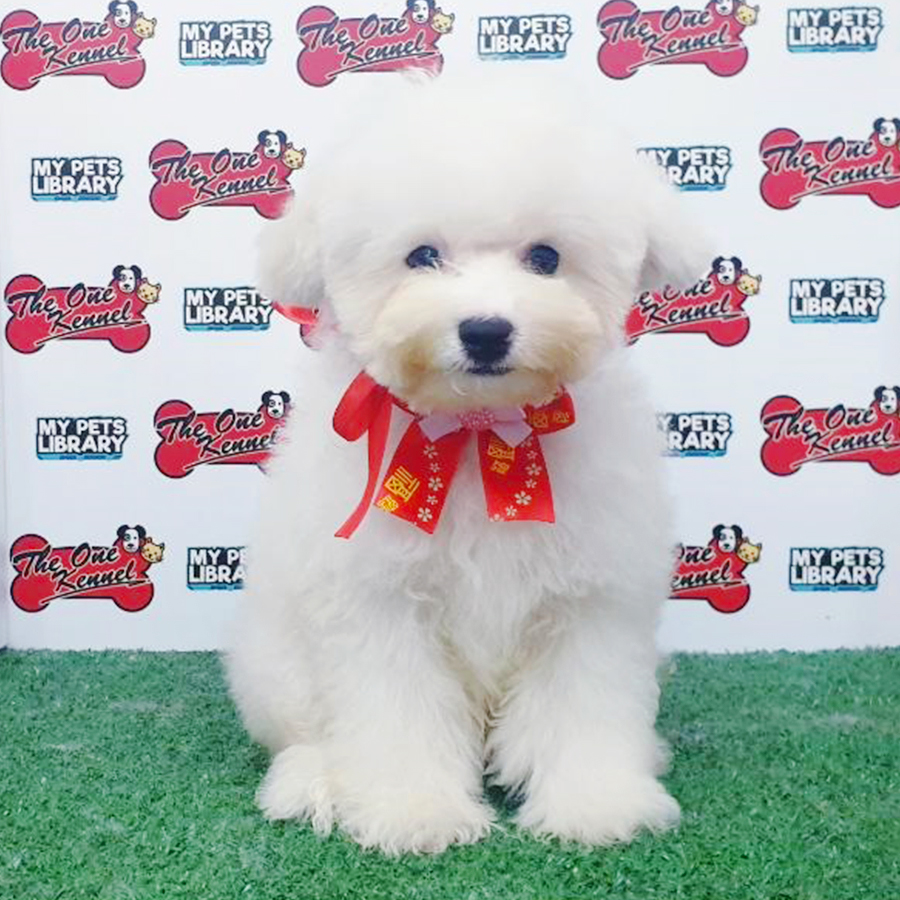White Bichon Frise Puppy (Male) For Sale