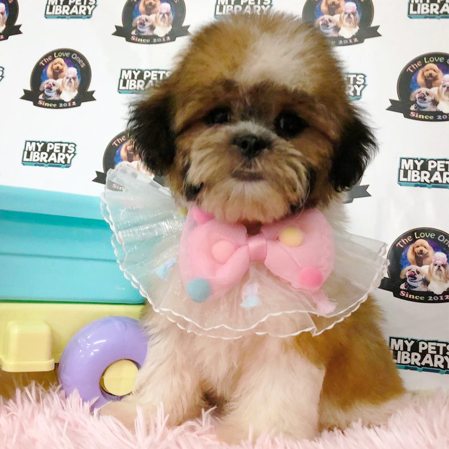 Tri Colour Shih Tzu Puppy (Female) For Sale