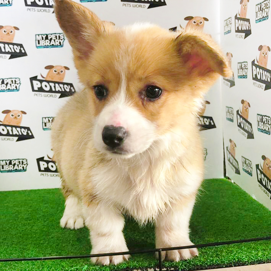 Copper & White Welsh Corgi Puppy (Female) For Sale