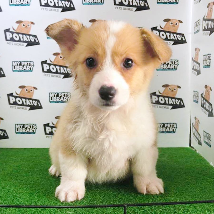 Copper & White Welsh Corgi Puppy (Female) For Sale