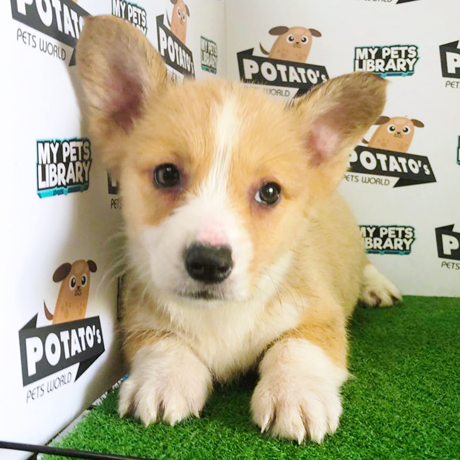 Copper & White Welsh Corgi Puppy (Male) For Sale