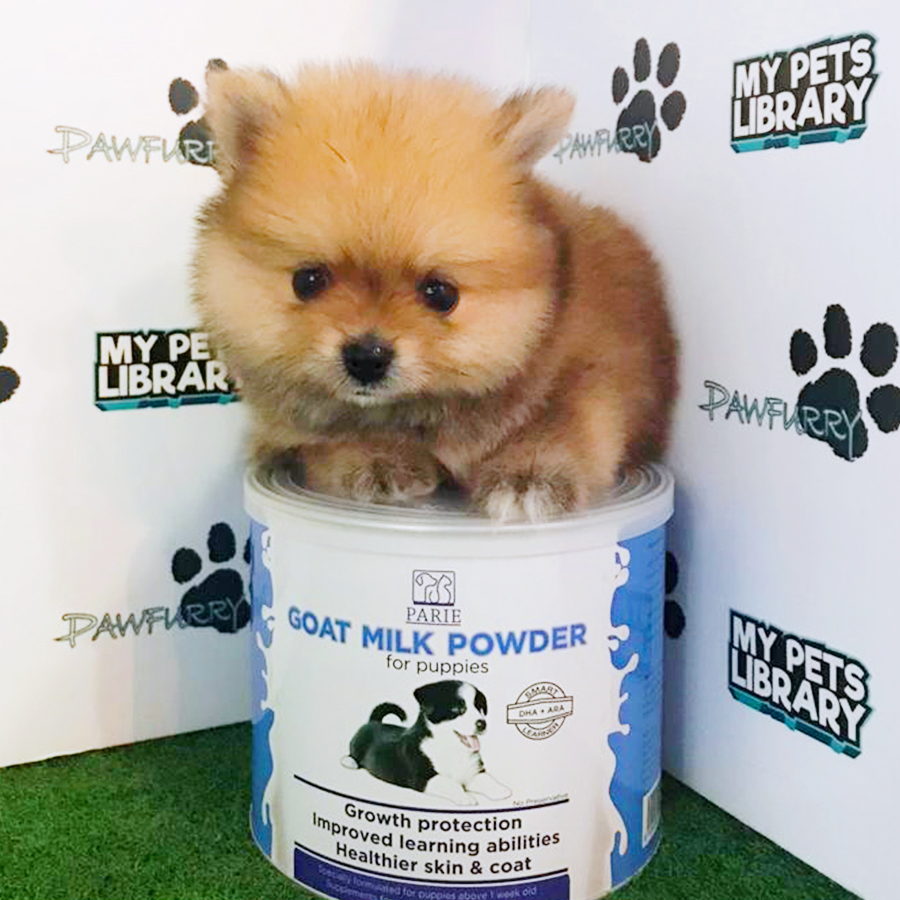 Sable Orange Tiny Pomeranian Puppy (Male) For Sale