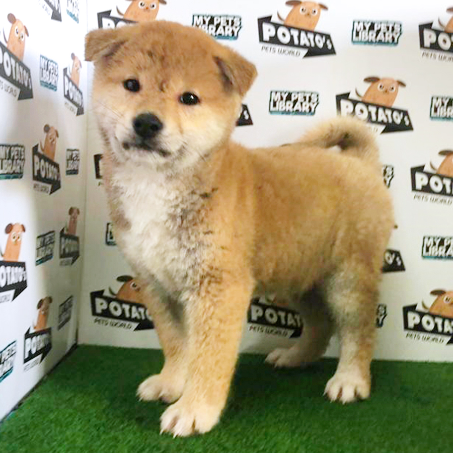 Brown & White Shiba Inu Puppy (Male) For Sale