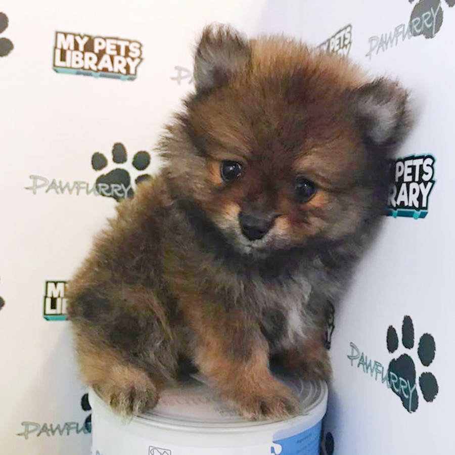 Sable Tiny Pomeranian Puppy (Male) For Sale