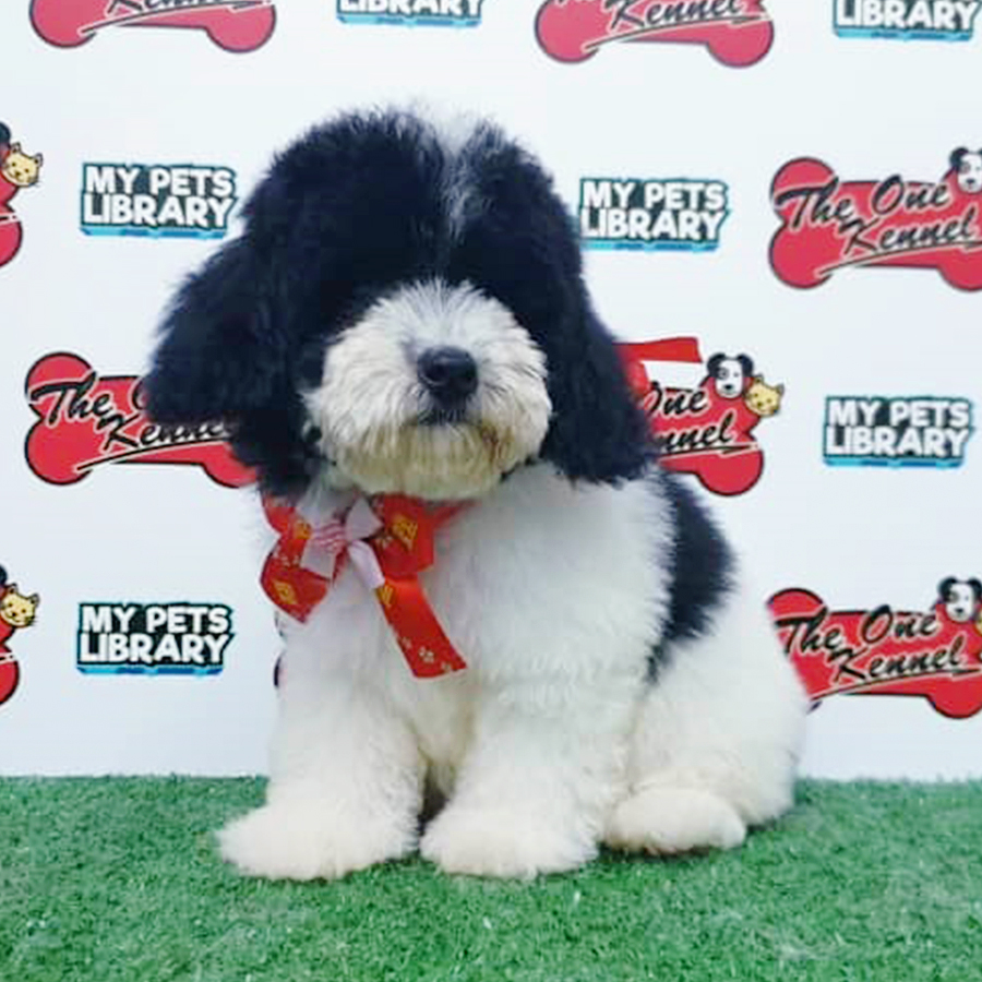 Parti Tiny Poodle Puppy (Female) For Sale
