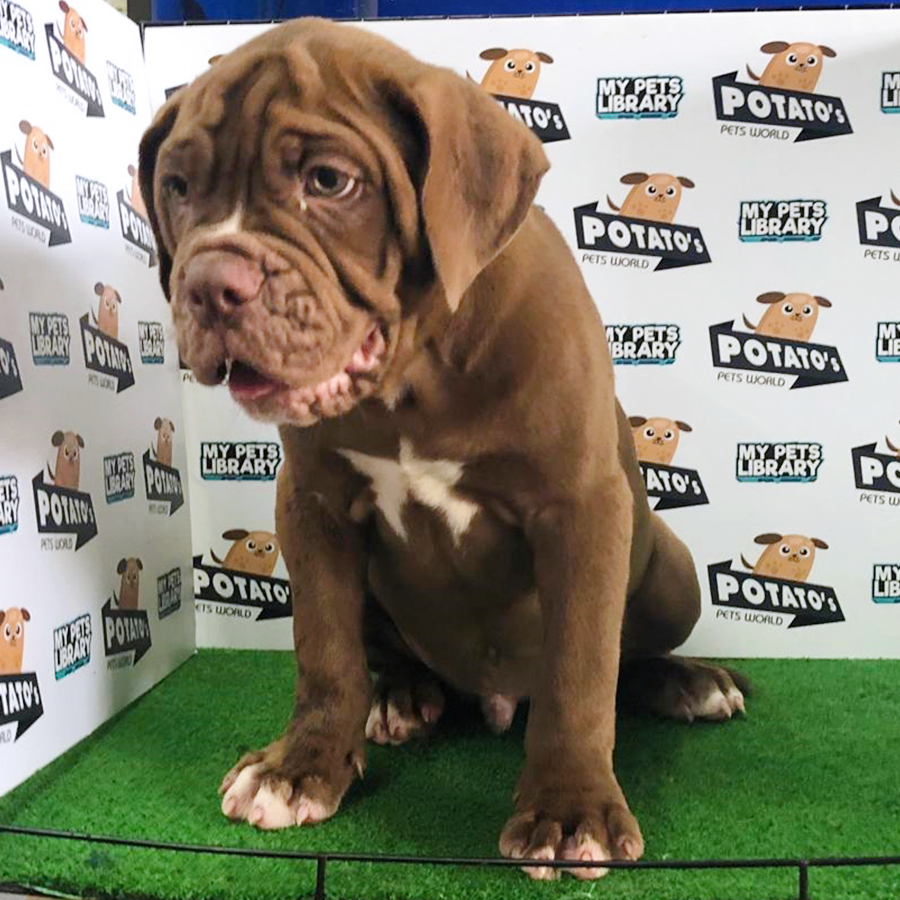 Chocolate XXL Pitbull Puppy (Male) For Sale