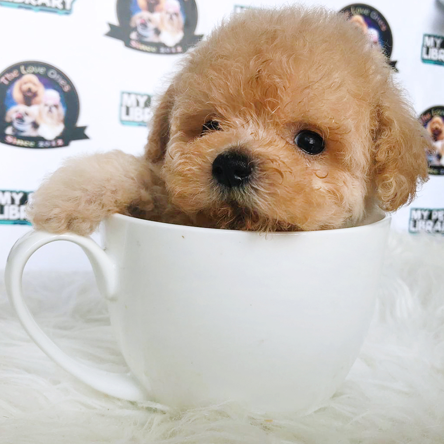 Cream Tiny Teacup Poodle Puppy (Female) For Sale