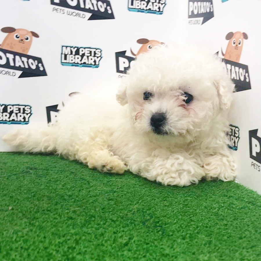 White Bichon Frise Puppy (Female) For Sale
