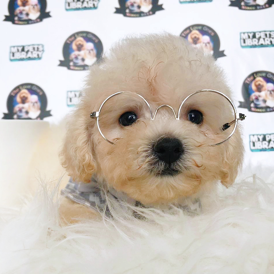 Cream Tiny Poodle Puppy (Male) For Sale