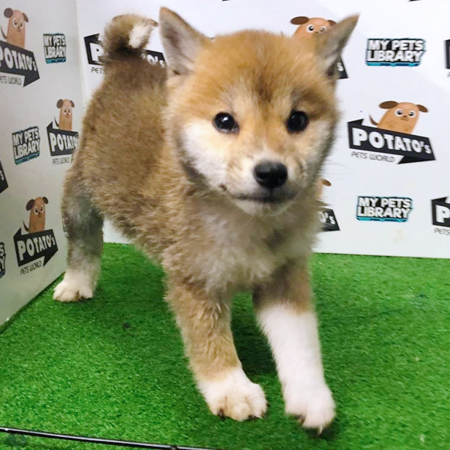 Brown & White Shiba Inu Puppy (Female) For Sale