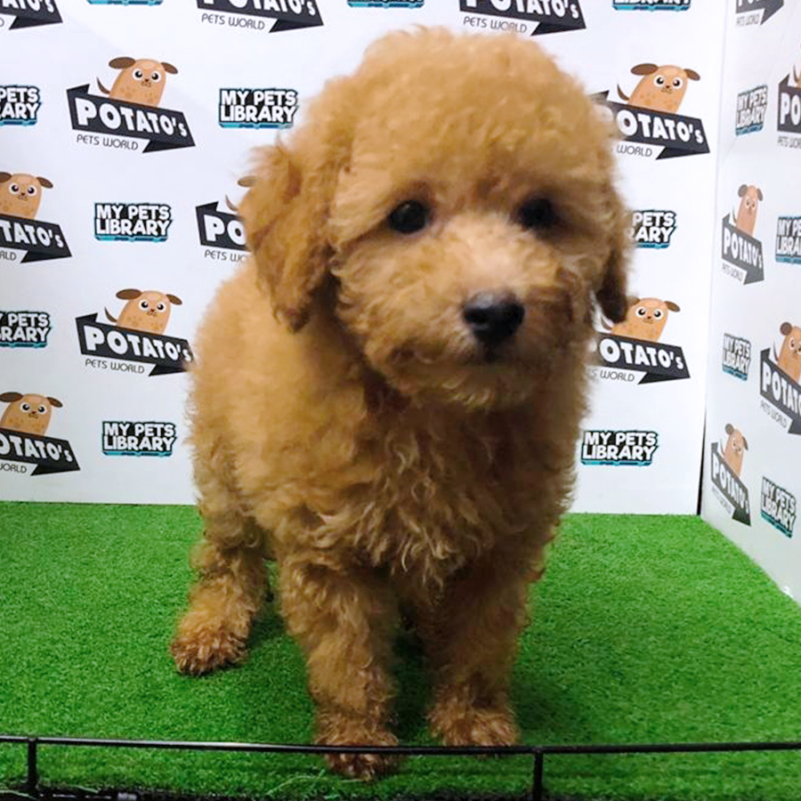 Brown Toy Poodle Puppy (Male) For Sale