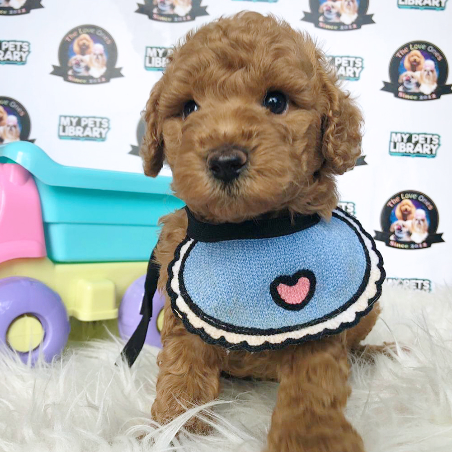 Brown Tiny Toy Poodle Puppy (Male) For Sale