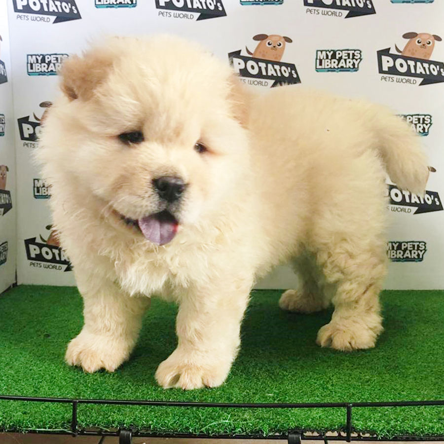 Cream Chow Chow Puppy (Male) For Sale