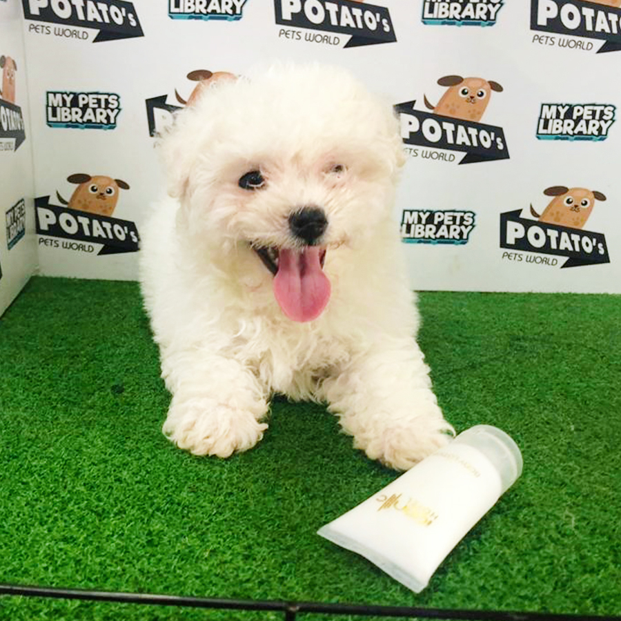 White Bichon Frise Puppy (Female) For Sale
