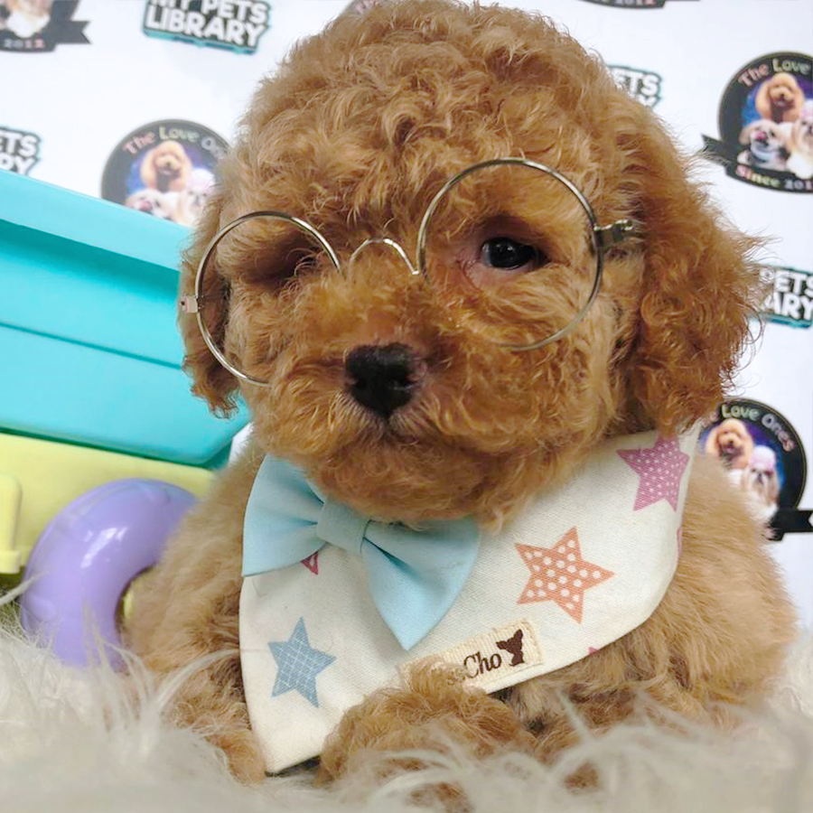 Brown Tiny Toy Poodle Puppy (Male) For Sale