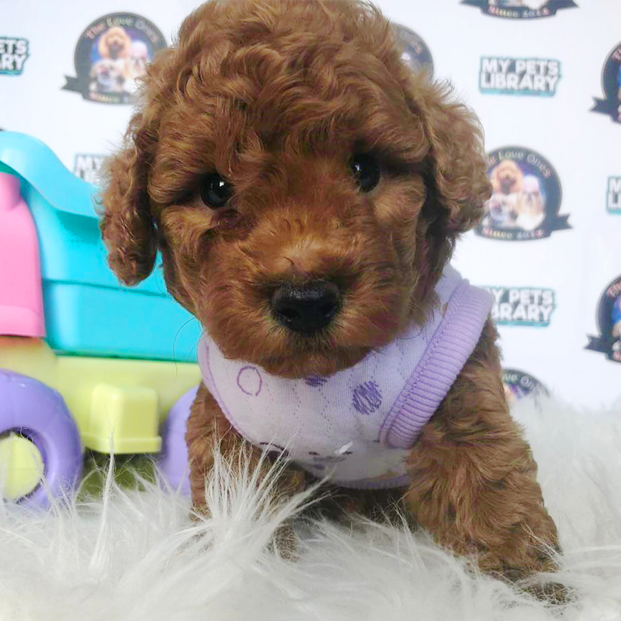 Brown Tiny Toy Poodle Puppy (Male) For Sale