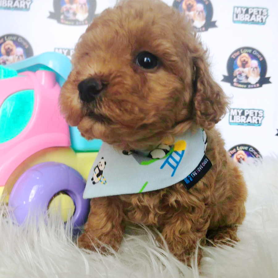 Brown Tiny Toy Poodle Puppy (Male) For Sale