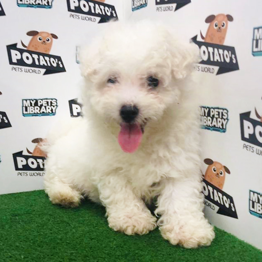 White Bichon Frise Puppy (Male) For Sale