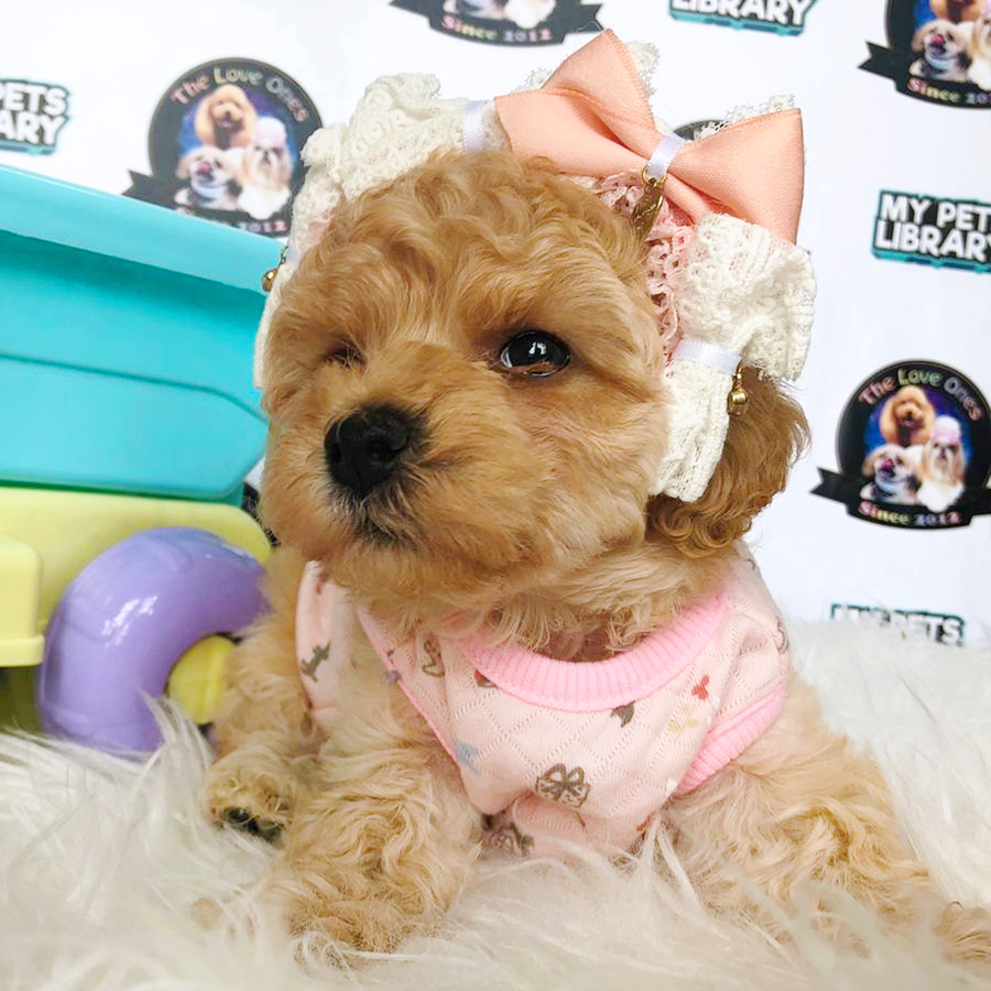 Light Brown Tiny Toy Poodle Puppy (Female) For Sale