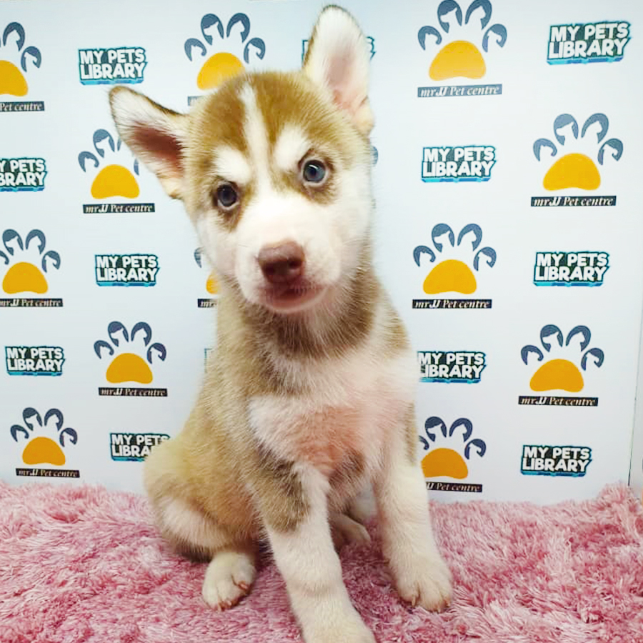 Red & White Siberian Husky Puppy (Female) For Sale