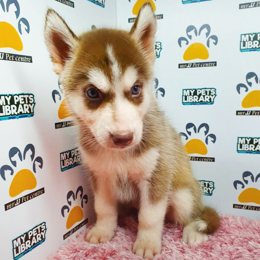 Red & White Siberian Husky Puppy (Female) For Sale
