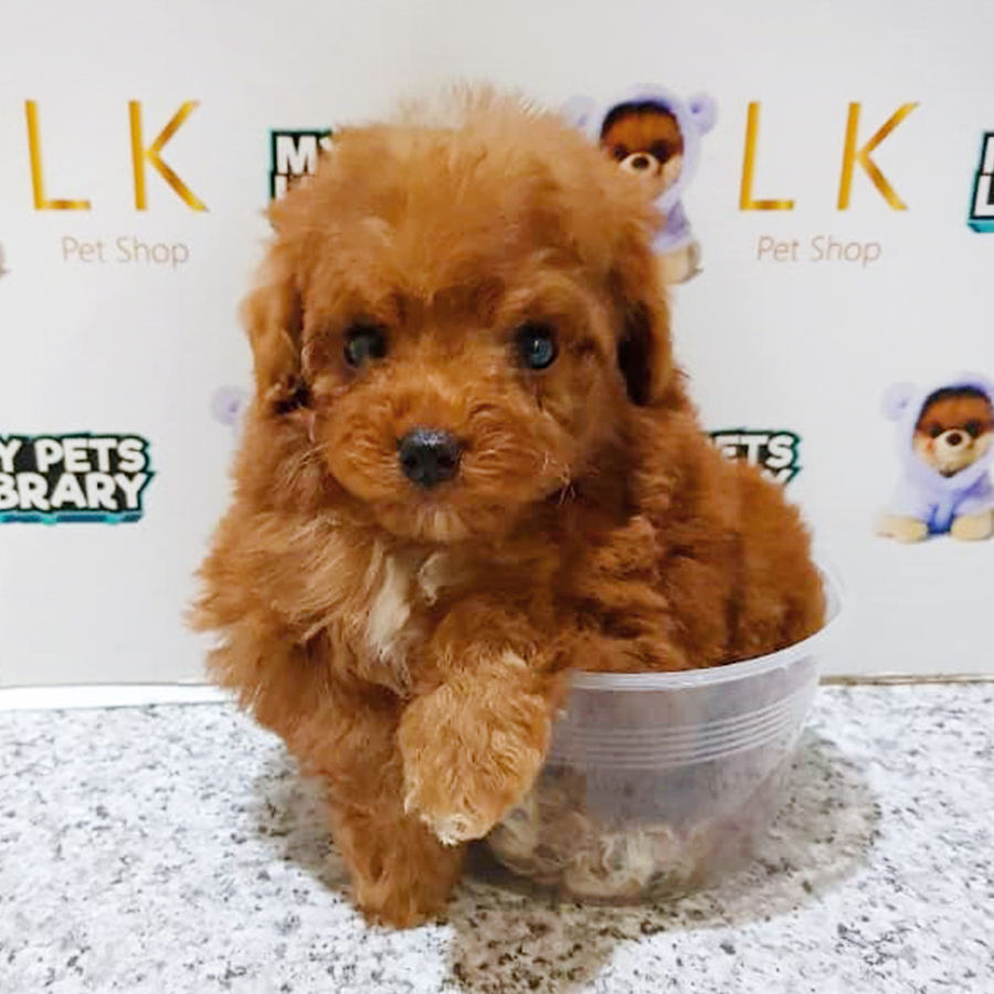 Brown Toy Poodle Puppy (Male) For Sale