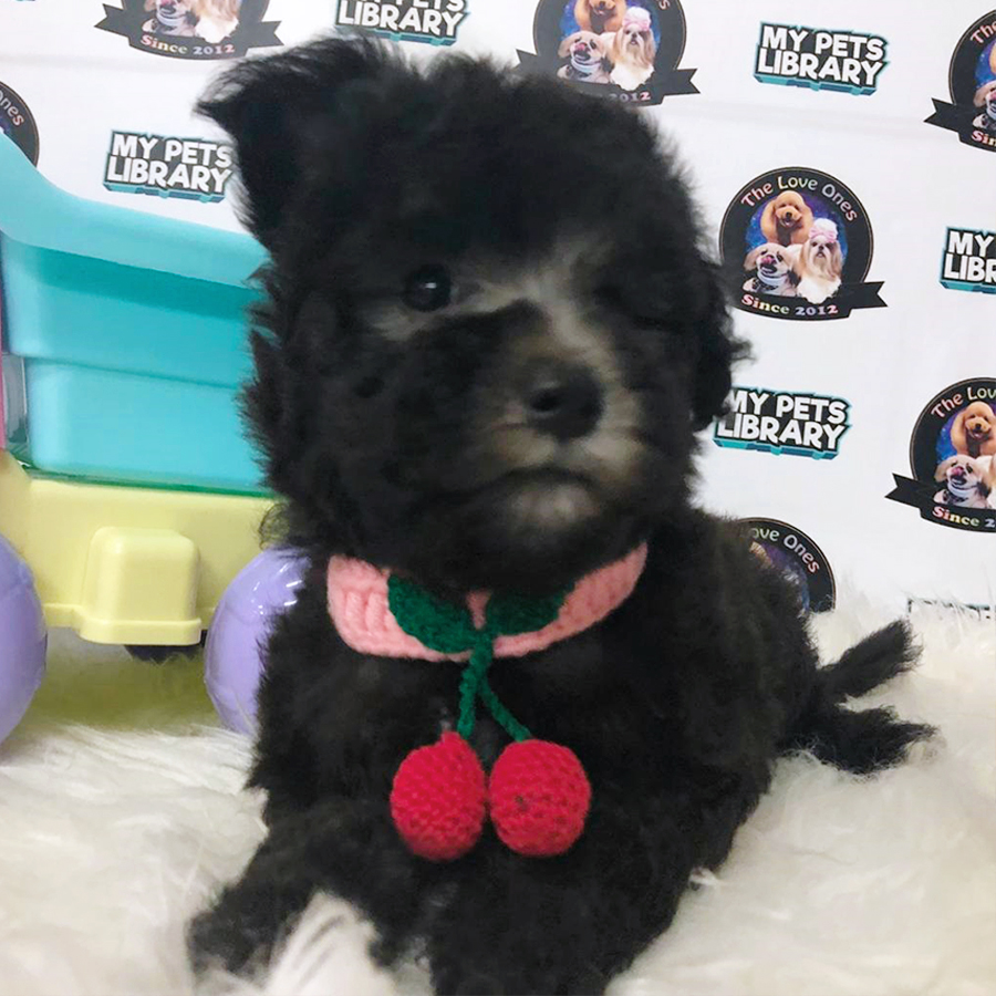 Silver Tiny Toy Poodle Puppy (Female) For Sale
