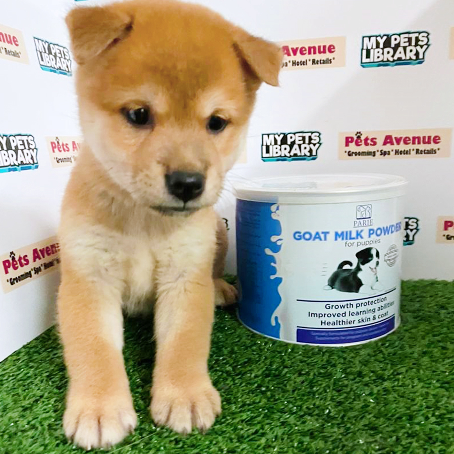 Brown Shiba Inu Puppy (Female) For Sale