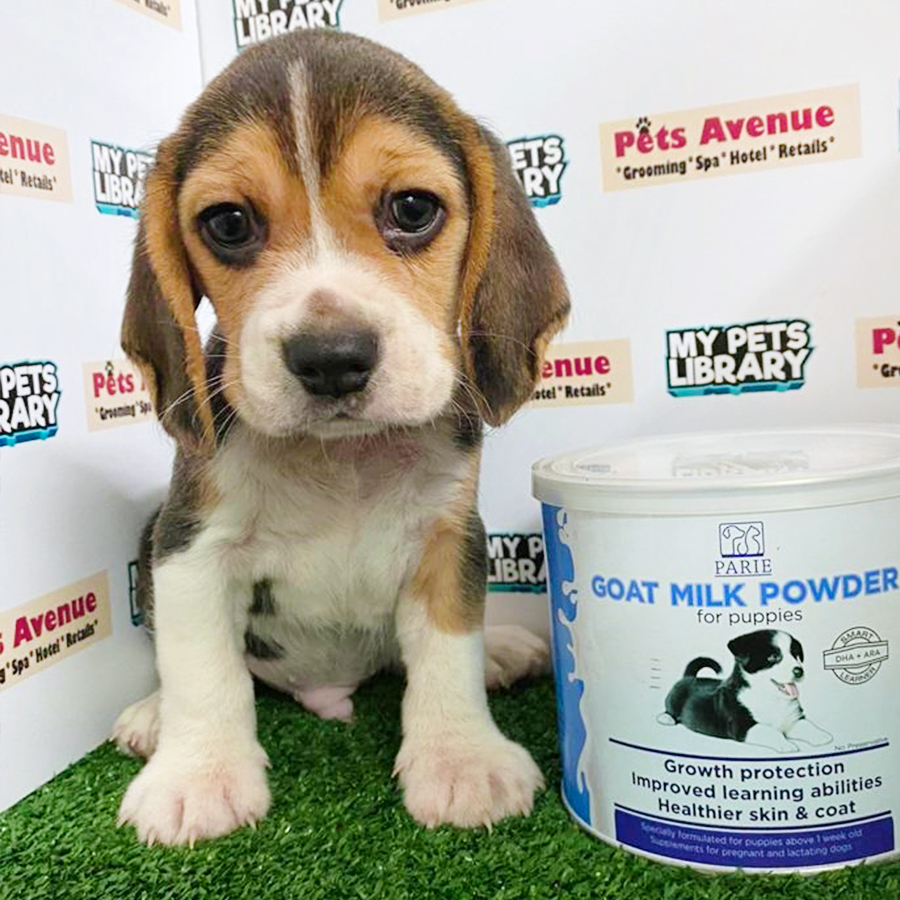 Tri Colour Beagle Puppy (Male) For Sale