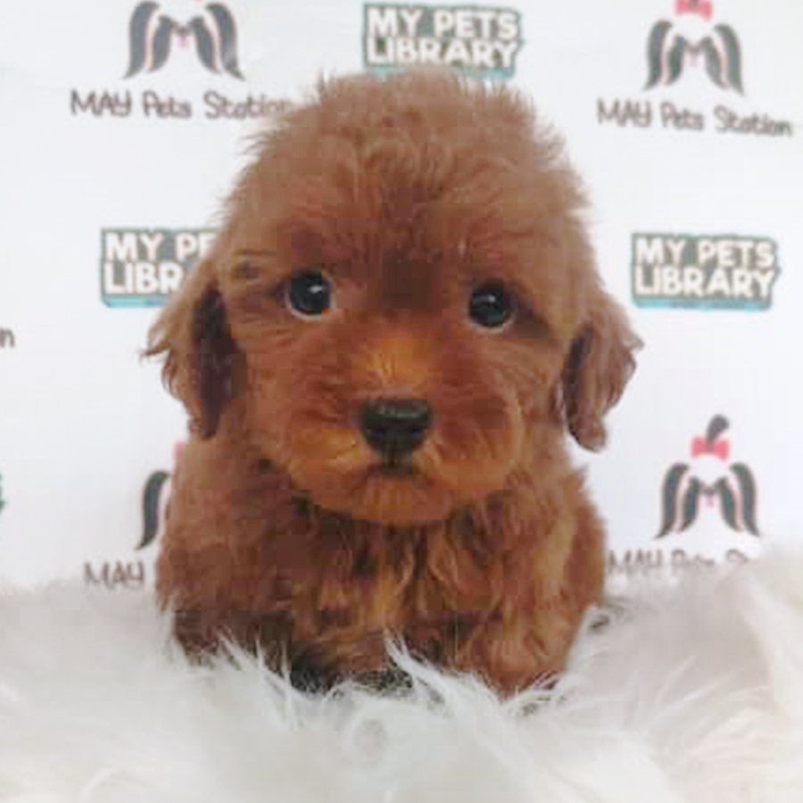Brown Tiny Poodle Puppy (Male) For Sale