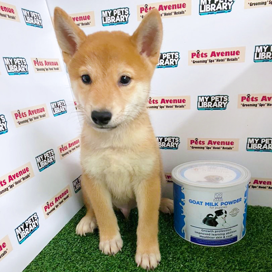Brown Shiba Inu Puppy (Male) For Sale