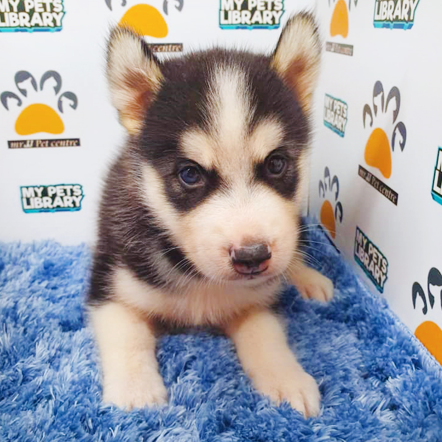 Black & White Siberian Husky Puppy (Male) For Sale