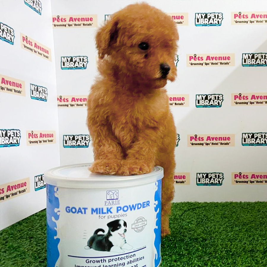 Red Toy Poodle Puppy (Female) For Sale