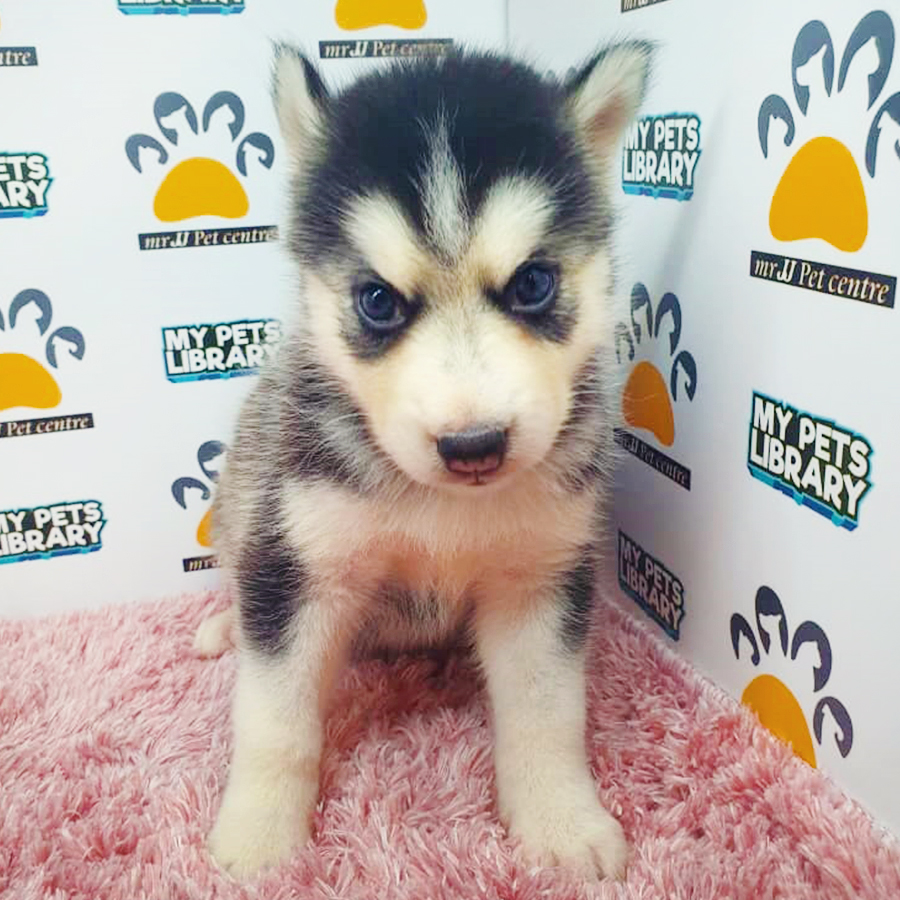 Black & White Siberian Husky Puppy (Female) For Sale