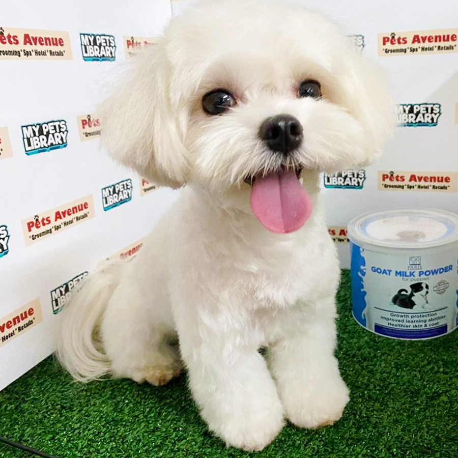White Maltese Puppy (Female) For Sale