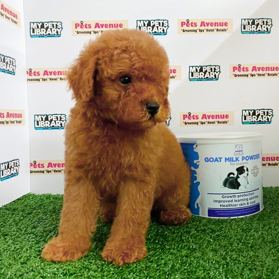 Red Toy Poodle Puppy (Male) For Sale