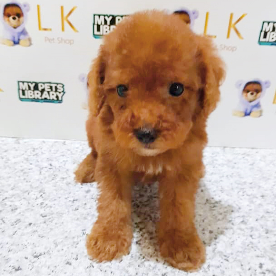 Brown Toy Poodle Puppy (Male) For Sale