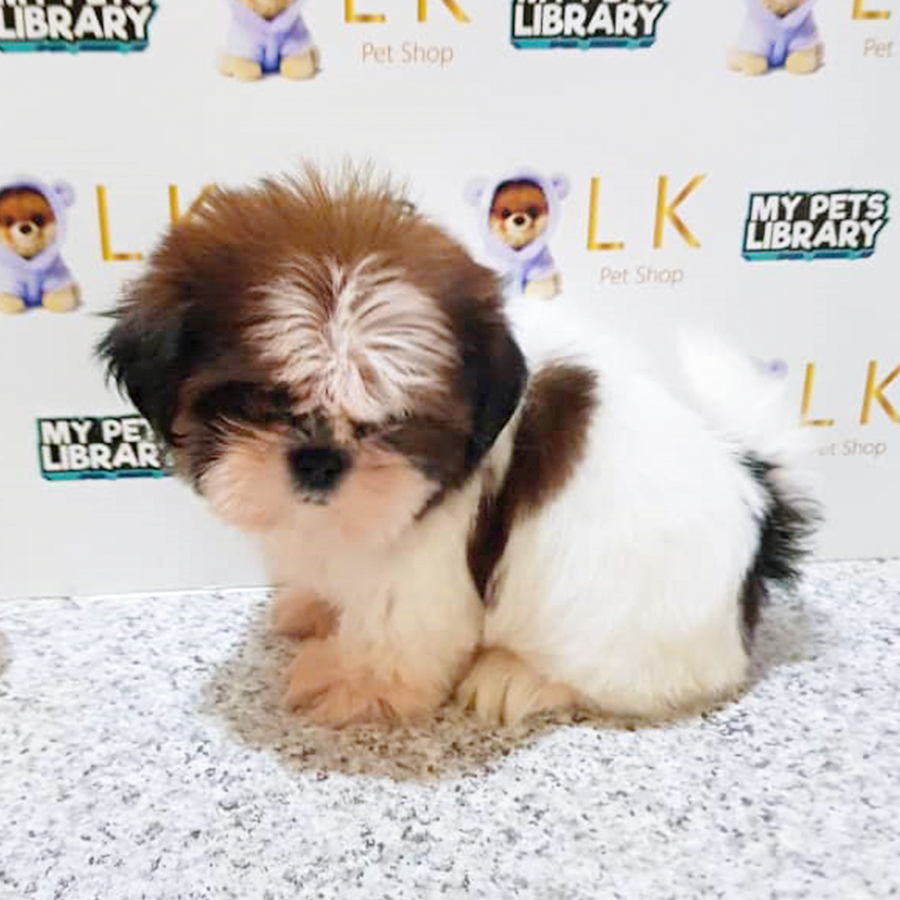 Tri Colour Shih Tzu Puppy (Male) For Sale