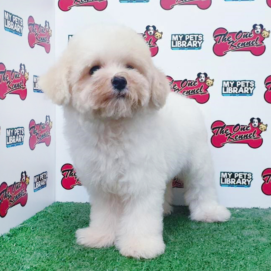 Parti White Toy Poodle Puppy (Female) For Sale