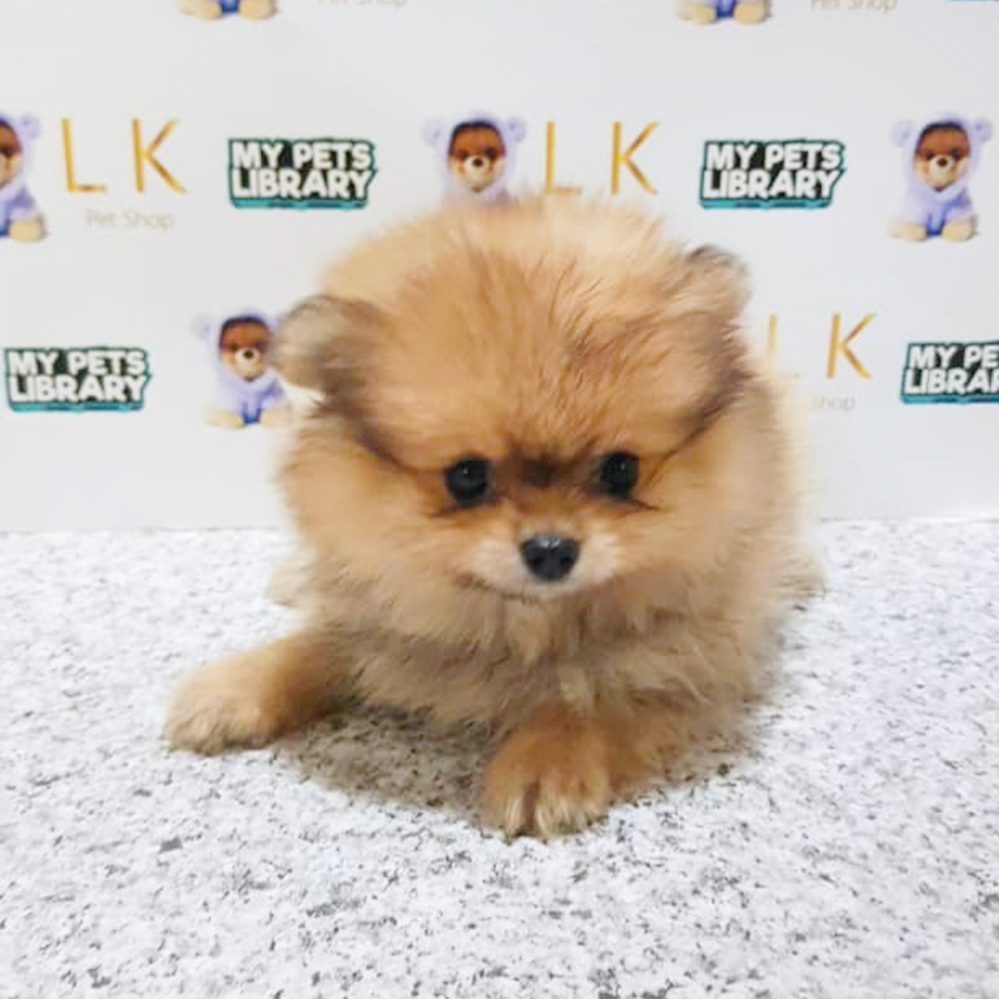 Sable Brown Pomeranian Puppy (Female) For Sale