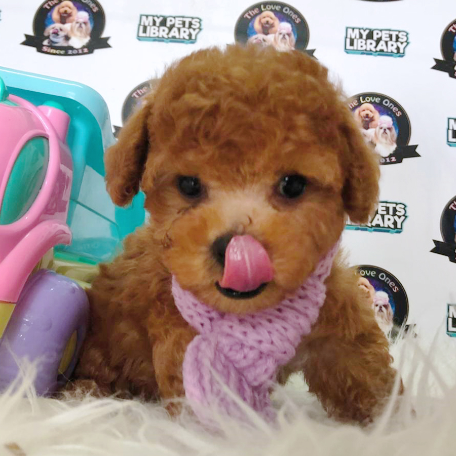 Red Super Sweet Face Tiny Poodle Puppy (Female) For Sale