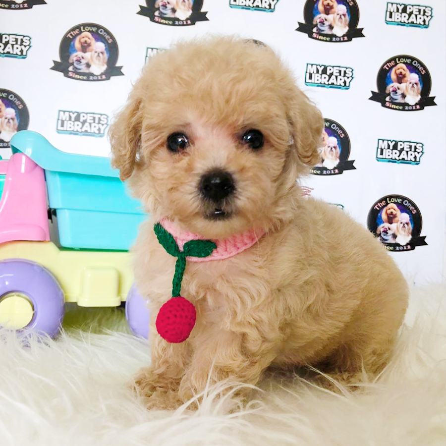 Cream Sweet Tiny Toy Poodle Puppy (Female) For Sale