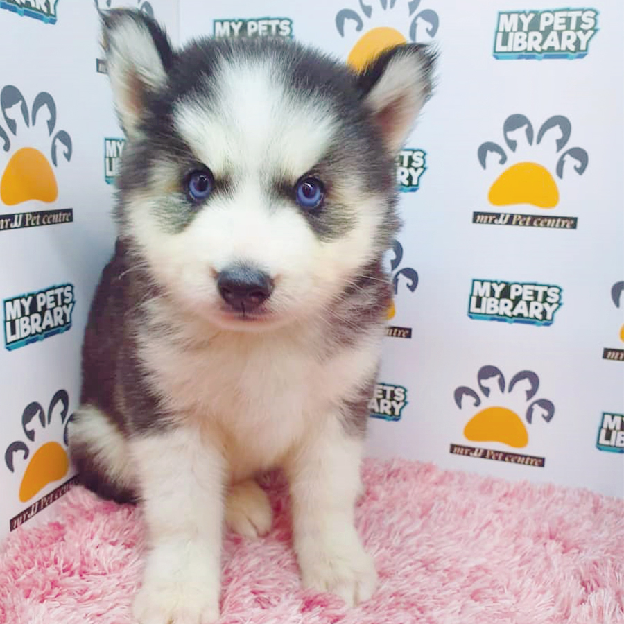 Black & White Wooly Husky Puppy (Female) For Sale