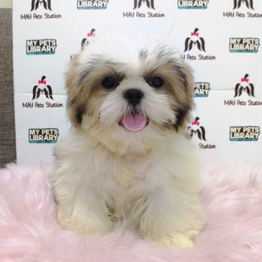 Tri Colour Shih Tzu Puppy (Male) For Sale
